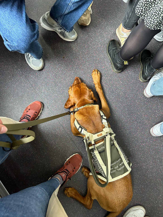 Beste Freunde? – Die Rolle von Assistenzhunden im Alltag