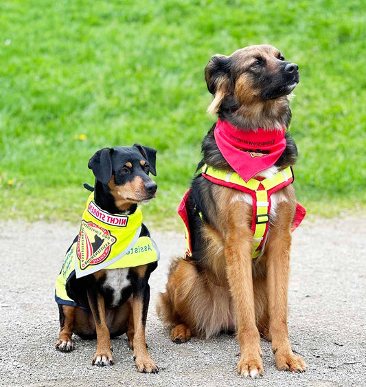 Assistenzhund selber ausbilden? Vor- & Nachteile
