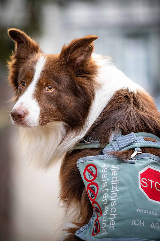Wie deinen Assistenzhund stärker an dich binden?