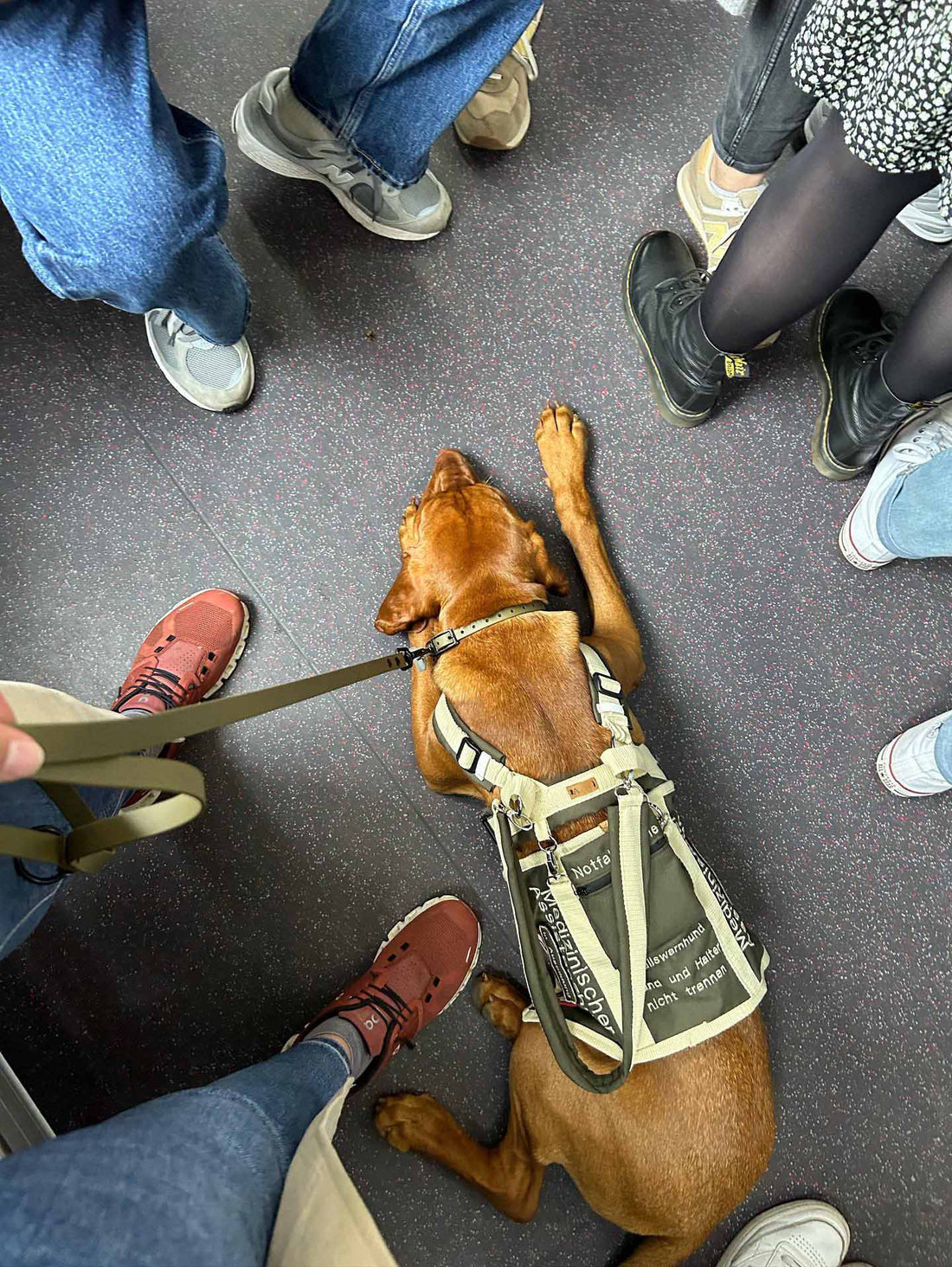 Beste Freunde? – Die Rolle von Assistenzhunden im Alltag